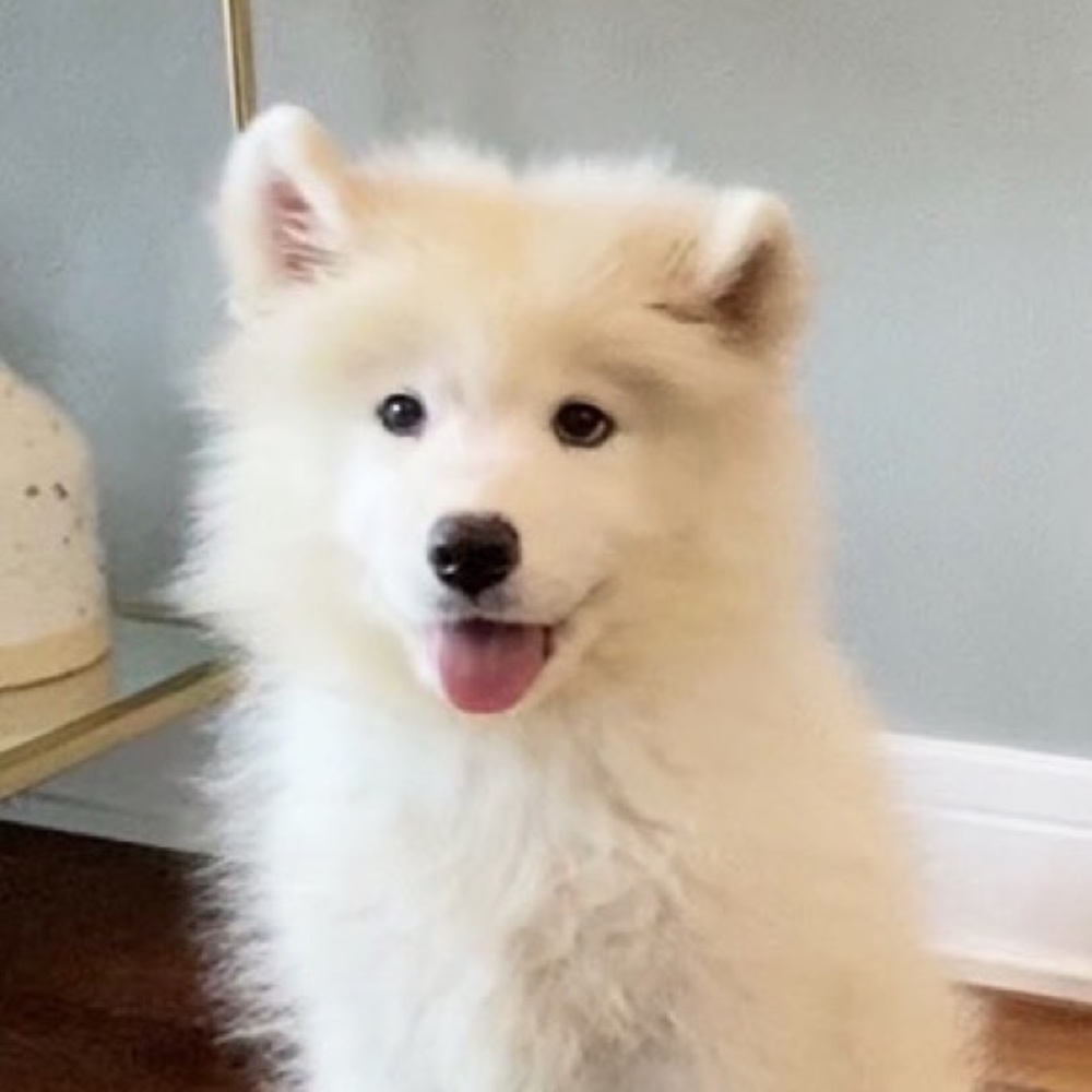 Meet your Posher, Lola